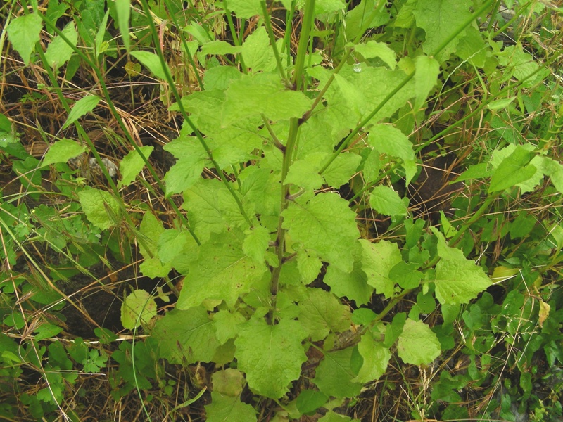 Lapsana communis / Lassana comune